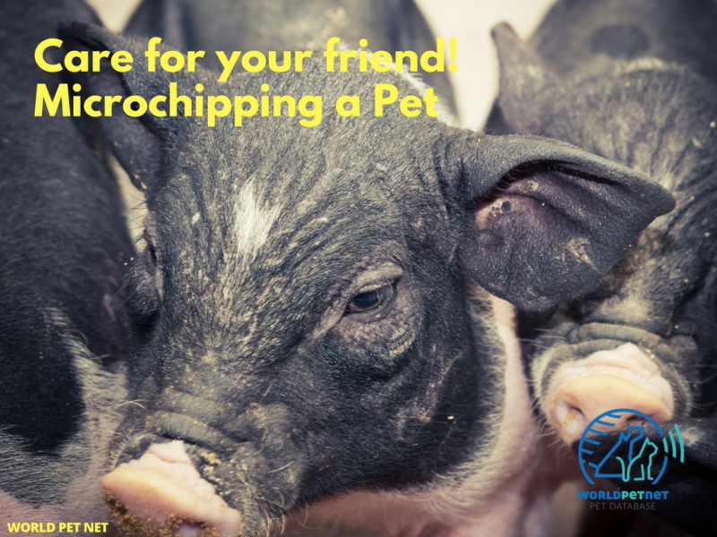 Enostaven in učinkovit način registriranja živali